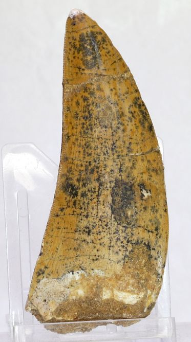 Hovedbilde Carcharodontosaurus-tann, 7,7 cm