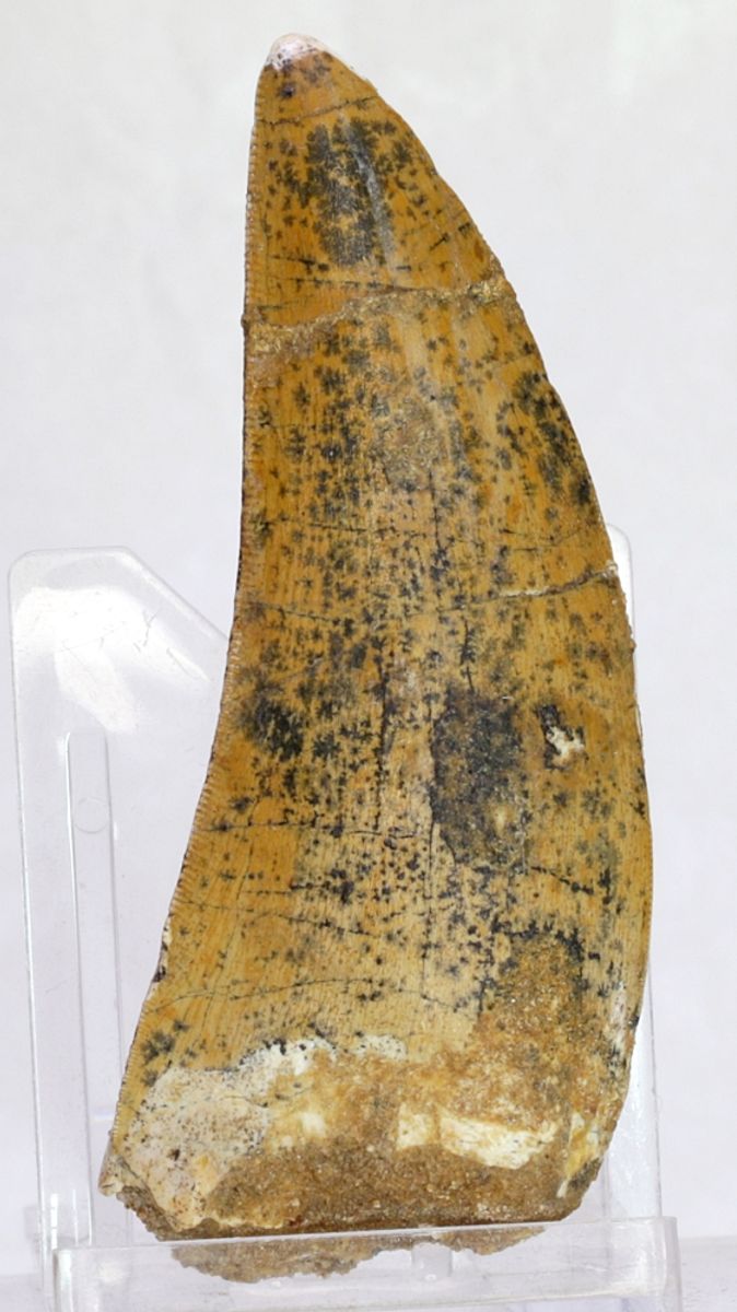 Carcharodontosaurus-tann, 7,7 cm