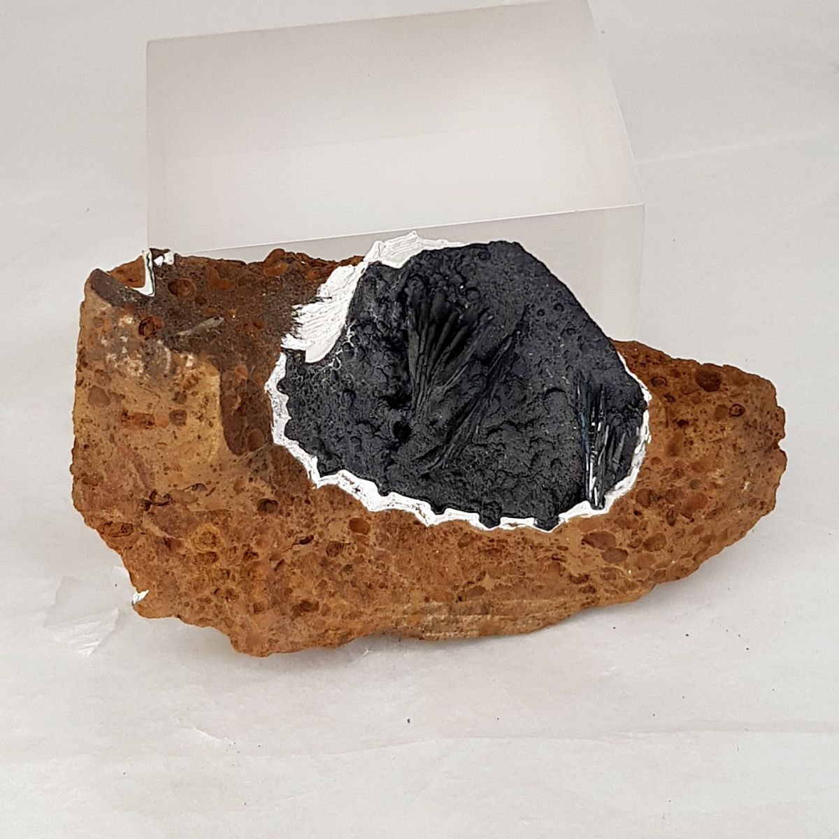 Vivianitt i et fossilt skjell (Kertsj)