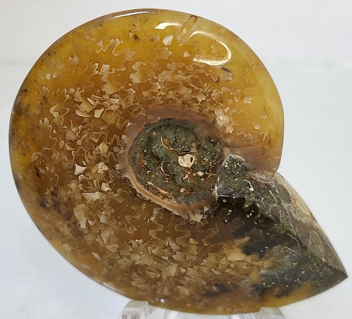 Polert fossil ammonitt fra krittperioden, ca. 110 mill. år