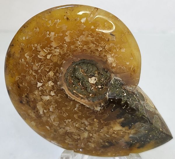 Hovedbilde Polert fossil ammonitt fra krittperioden, ca. 110 mill. år