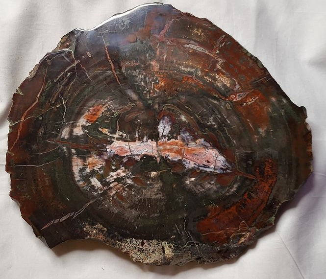 Hovedbilde Skive av fossilt bartre (konifer) fra triasperioden