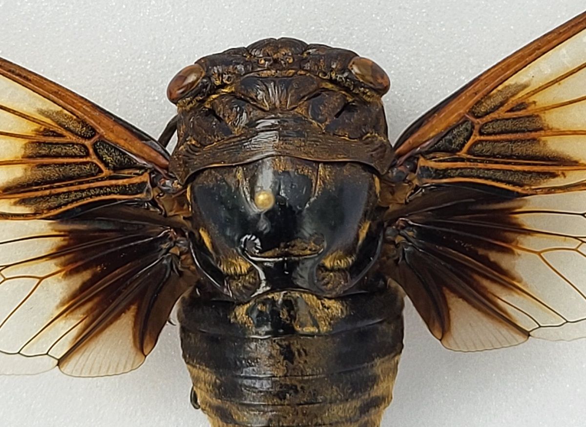 Sangsikade (Cryptotympana nitidula), ramme: 15 x 12 x 5,4 cm