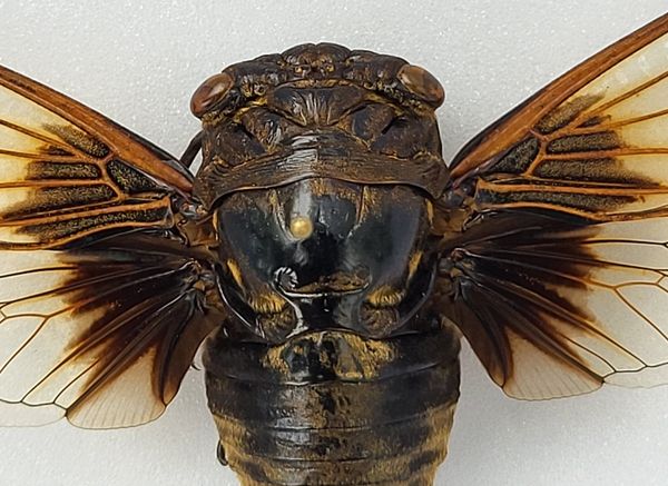 Hovedbilde Sangsikade (Cryptotympana nitidula), ramme: 15 x 12 x 5,4 cm