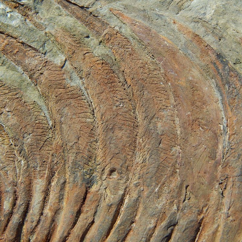 Kjempetrilobitt (Acaparadoxides briareus)