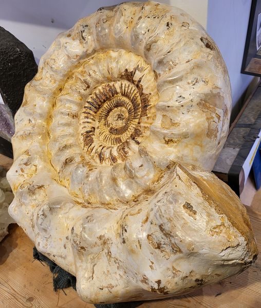 Hovedbilde Kjempeammonitt (Kranaosphinctes sp.)