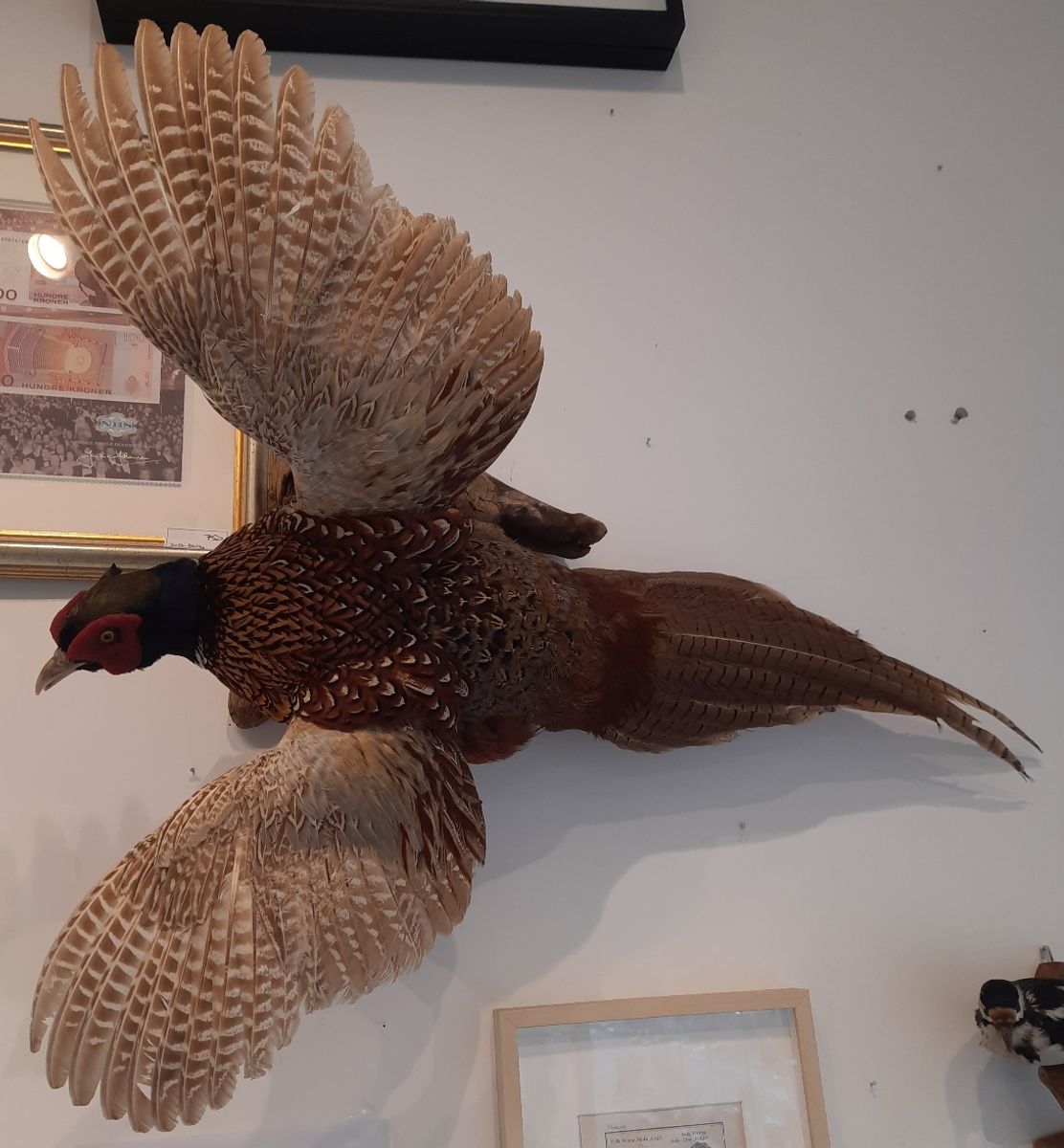 Fasan (Phasianus colchicus), utstoppet