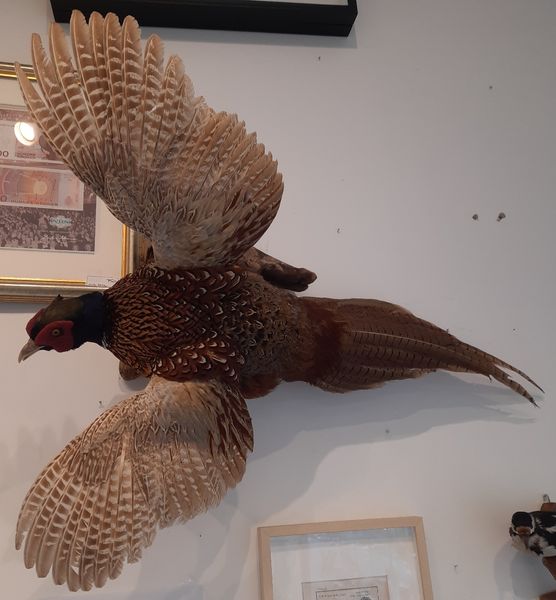 Hovedbilde Fasan (Phasianus colchicus), utstoppet