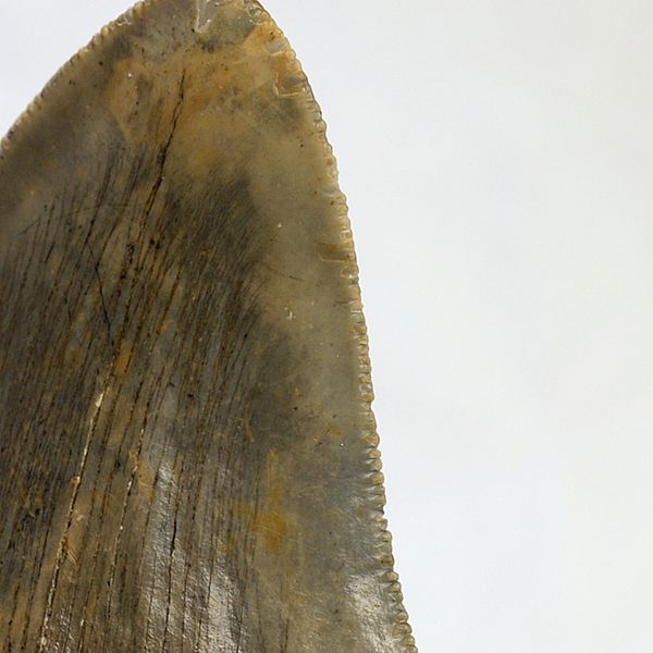 Hovedbilde Megalodon-tann (11,5 cm), South Carolina, USA
