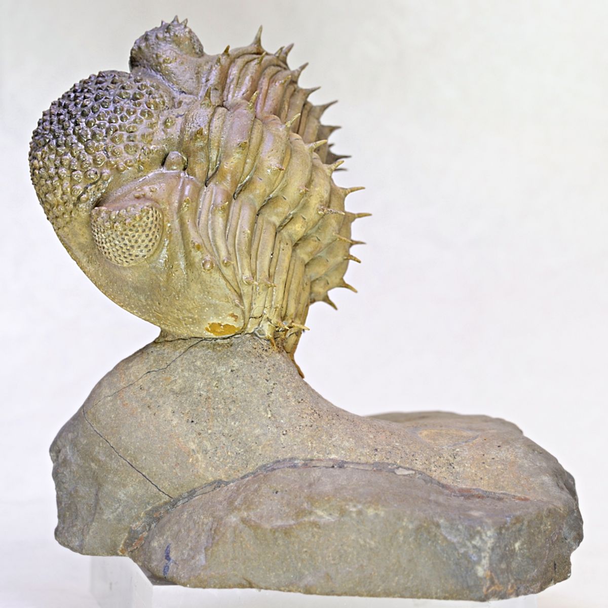 Stor trilobitt (Drotops armatus), sammenrullet