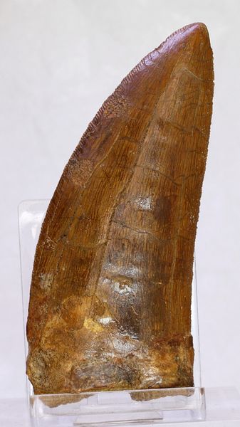 Hovedbilde Diger Carcharodontosaurus-tann! 8,8 cm