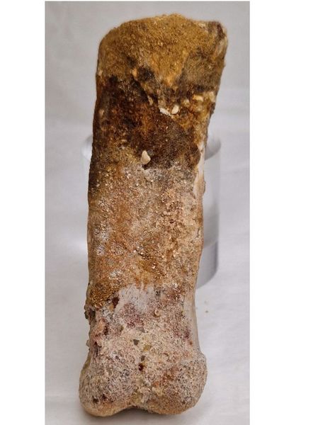 Hovedbilde Spinosaurid, tåbein (Kem kem, Marokko)