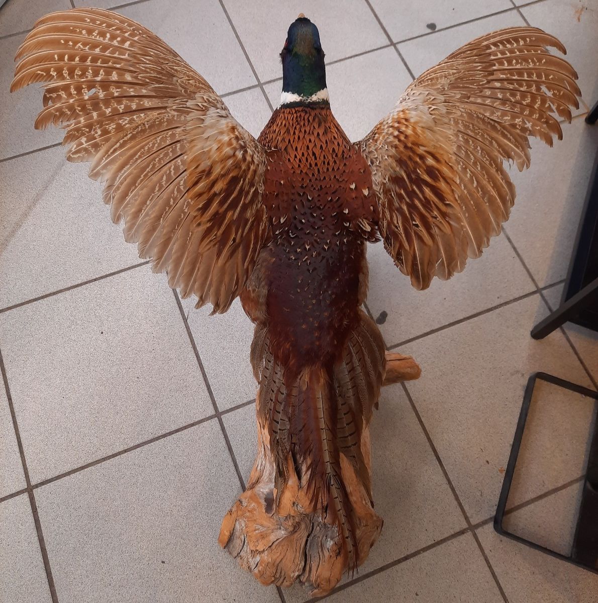 Fasan (Phasianus colchicus), utstoppet