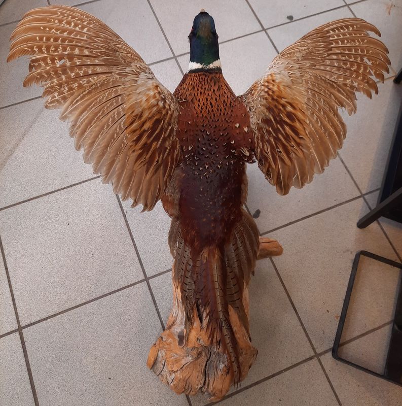 Fasan (Phasianus colchicus), utstoppet