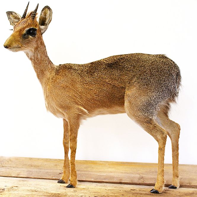 Hovedbilde Kirk's dik-dik (Madoqua kirkii), hann, utstoppet