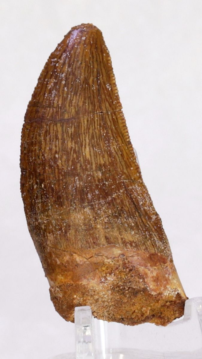 Carcharodontosaurus-tann, 5,1 cm