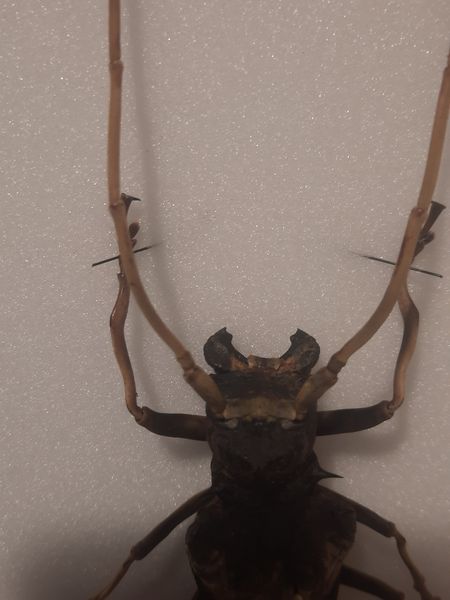 Hovedbilde Diger trebukk (Petrognatha gigas), hann