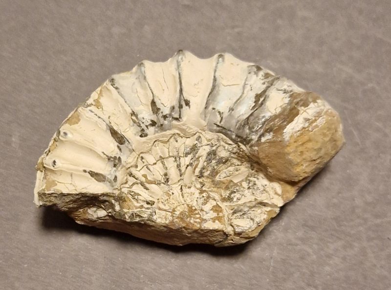 Pleuroceras spinatum (skadet)