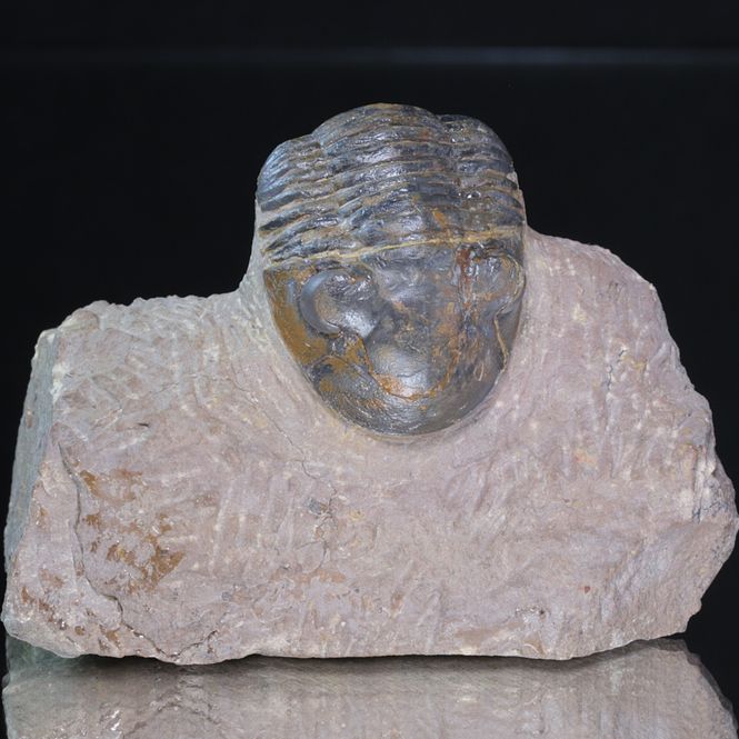 Hovedbilde Trilobitt (Paralejurus brongniarti)