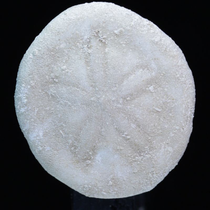 Fossil kråkebolle/sjøpinnsvin (Rumphia ricta)