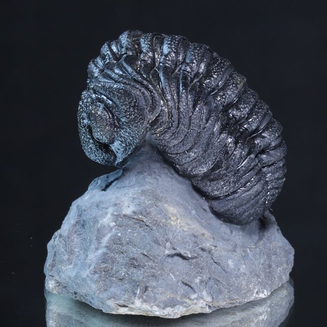 Hovedbilde Trilobitt (Morocops forteyi)