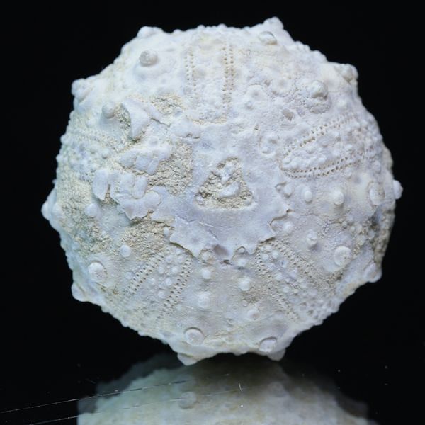 Hovedbilde Fossil kråkebolle/sjøpinnsvin (Goniopygus emmae)