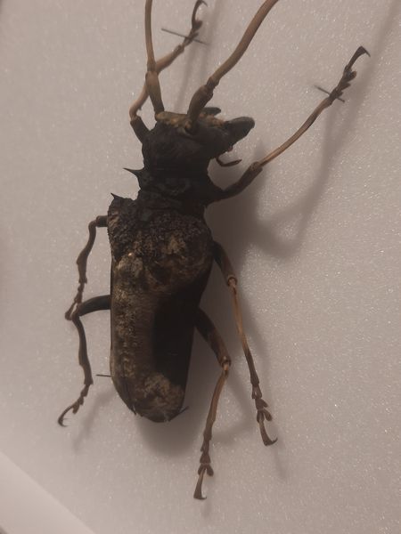 Hovedbilde Diger trebukk (Petrognatha gigas), hann