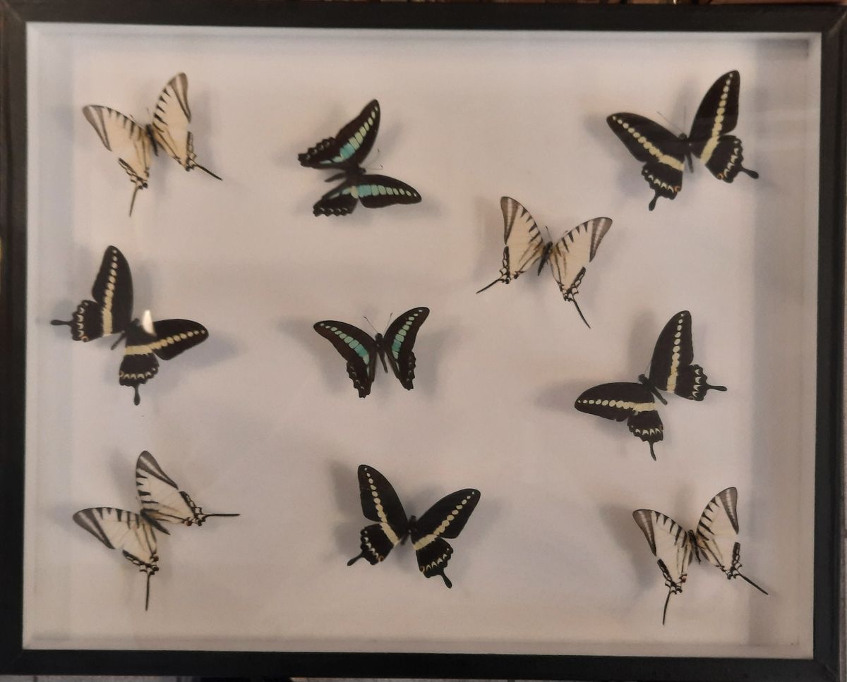 10 sommerfugler fra 3 arter, ramme: 50 x 40 x 5,4 cm