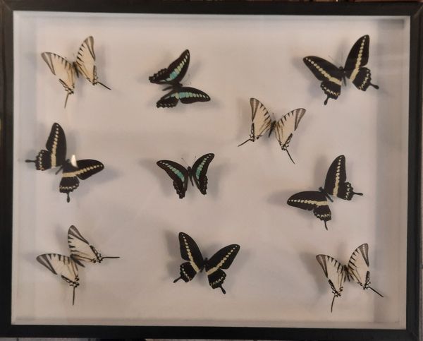 Hovedbilde 10 sommerfugler fra 3 arter, ramme: 50 x 40 x 5,4 cm