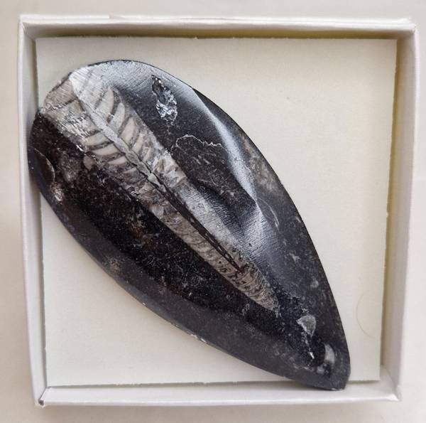 Hovedbilde Polert blekksprutfossil i gaveeske (Ortokonisk nautiloid)