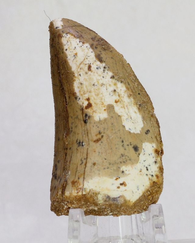 Carcharodontosaurus-tann, 5,1 cm