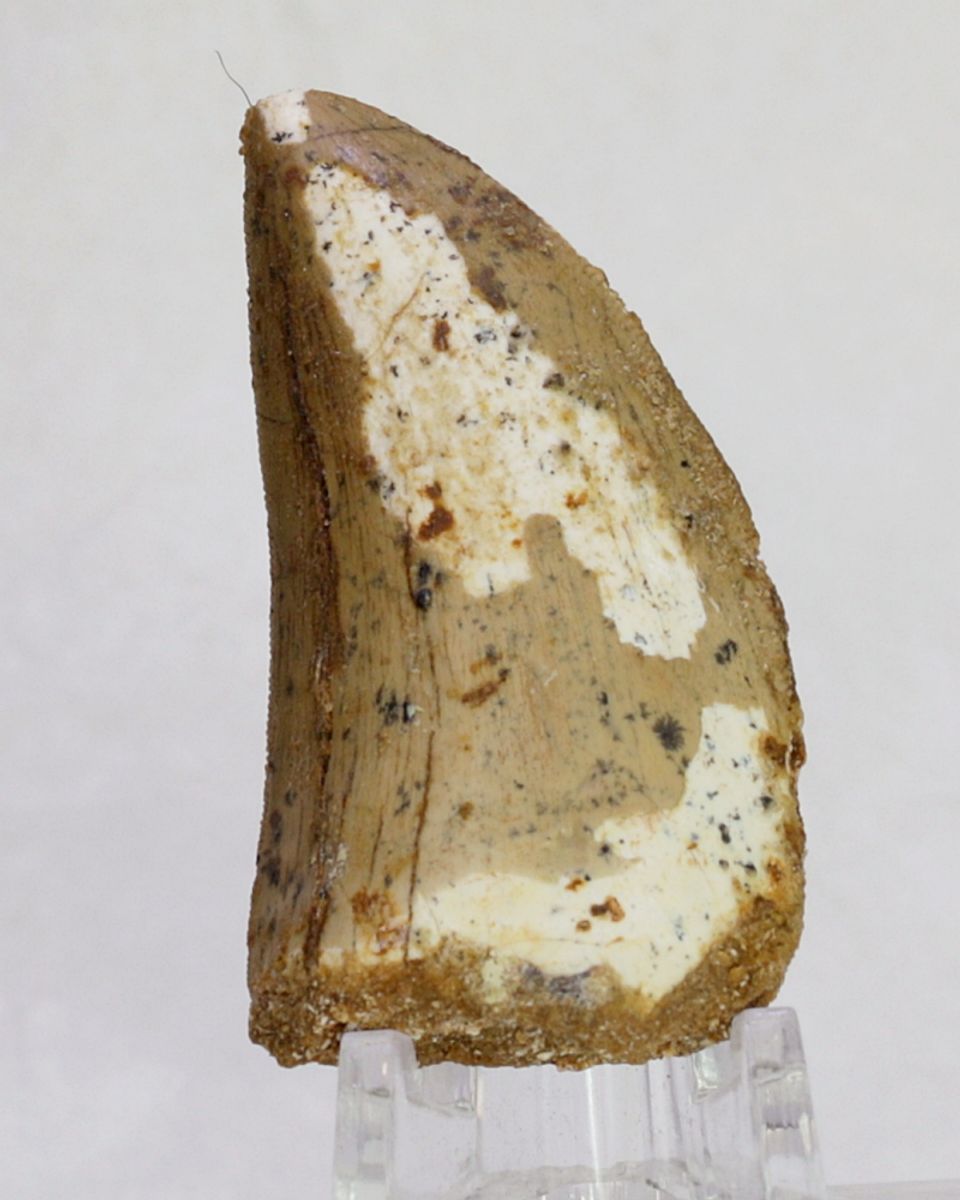 Carcharodontosaurus-tann, 5,1 cm