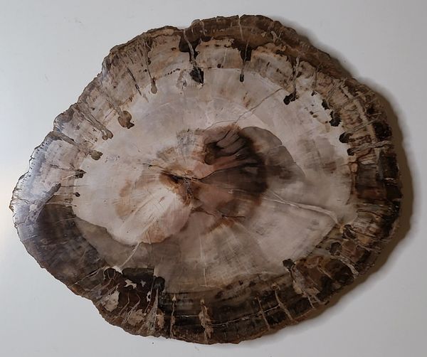 Hovedbilde Skive av fossilt tre, Madagaskar (23,5 cm), ca. 225 mill. år