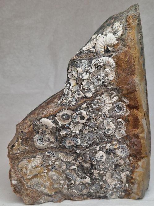 Hovedbilde Promicroceras sp. (ammonittplate)
