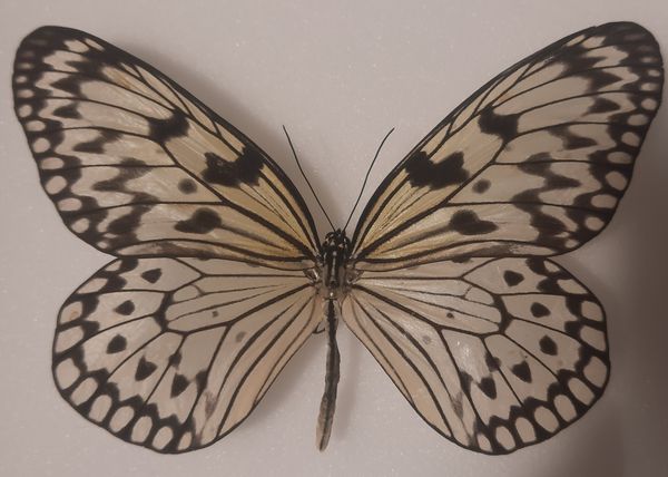 Hovedbilde Rispapirsommerfugl (Idea sp.), ramme: 18 x 15 x 5,4 cm