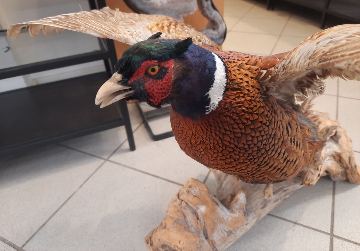 Fasan (Phasianus colchicus), utstoppet