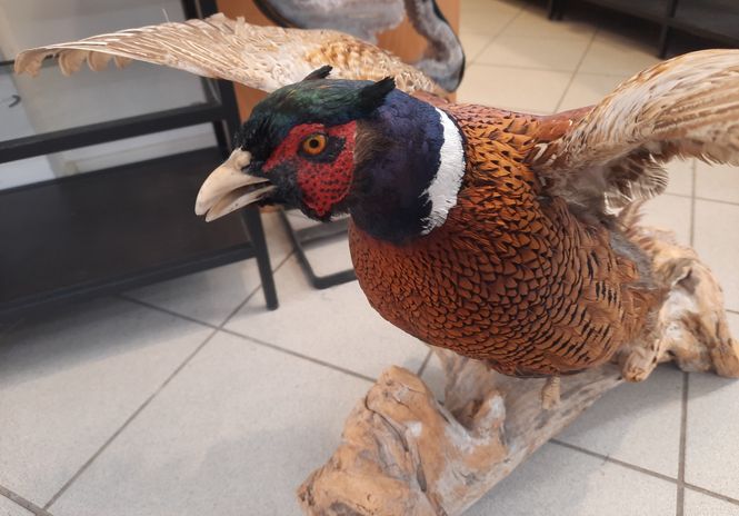 Hovedbilde Fasan (Phasianus colchicus), utstoppet