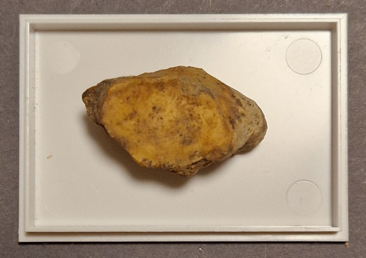 Del av hulebjørnknokkel (Ursus spelaeus)