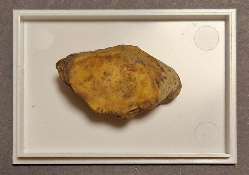 Del av hulebjørnknokkel (Ursus spelaeus)