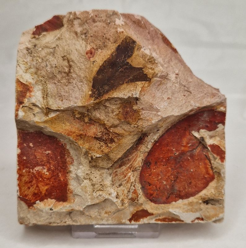 Glossopteris-bladefossil (250 mill år)