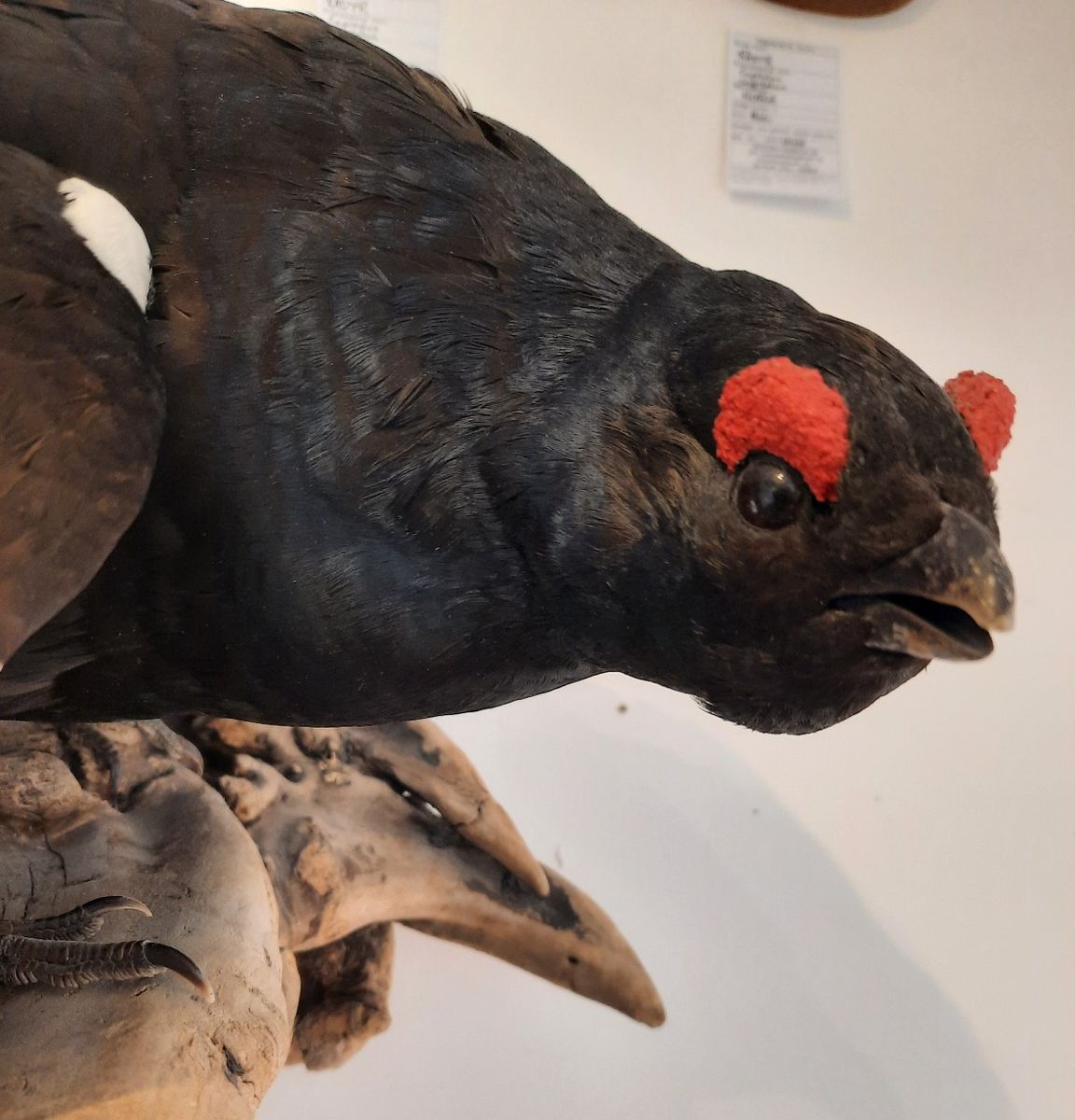 Orrhane (Lyrurus tetrix), utstoppet, veggmontasje