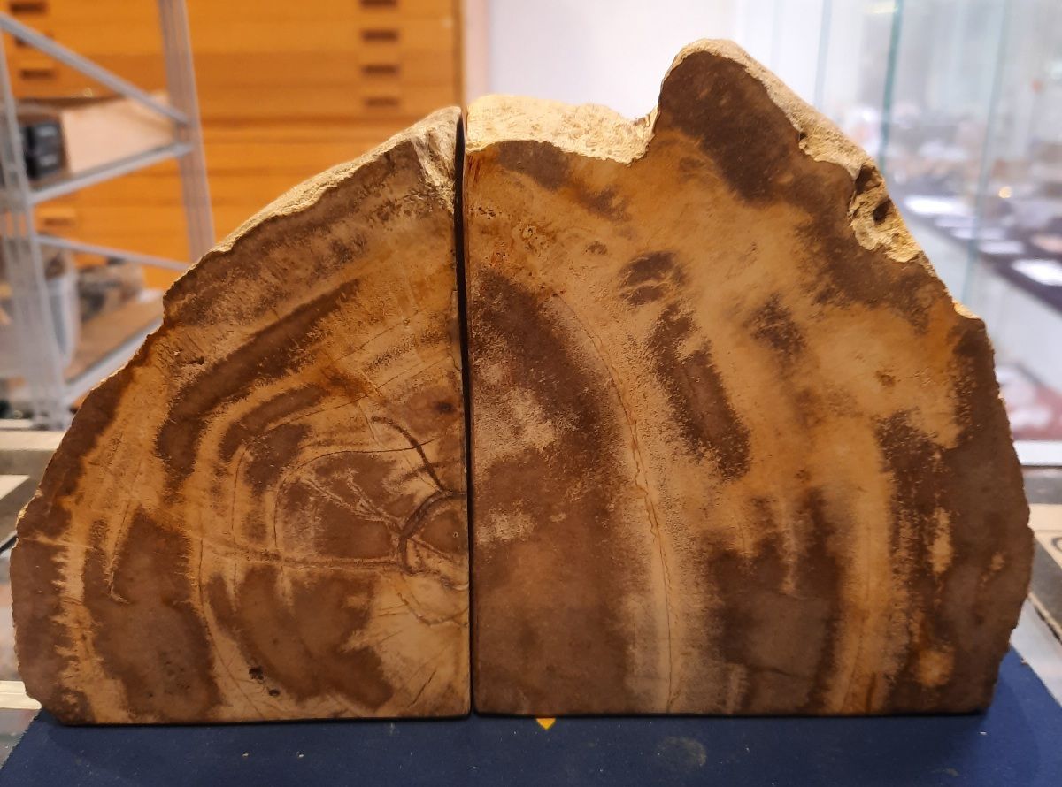 Bokstøtter av fossilt tre, Indonesia