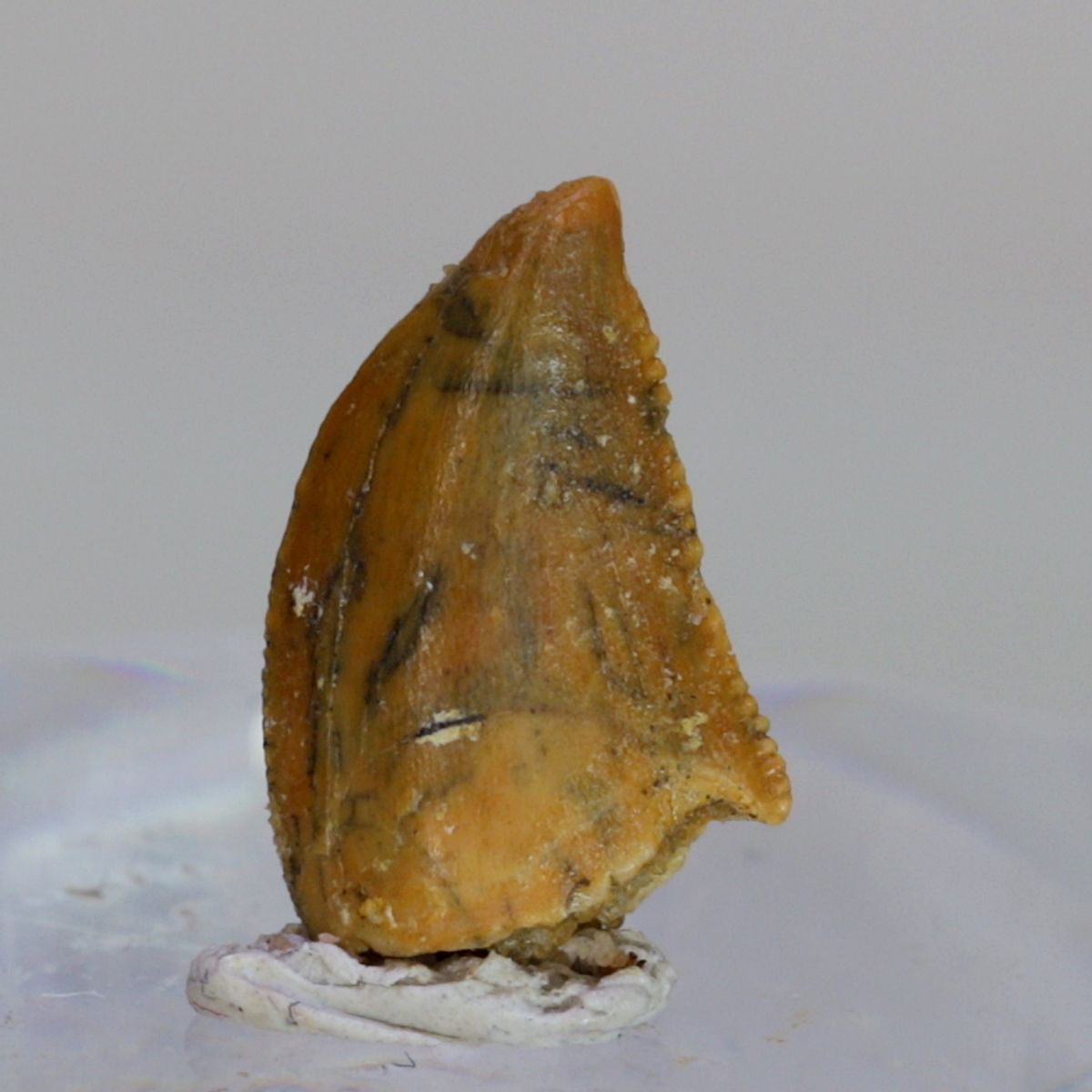 Uidentifisert rovdinosaurtann (94-101 mill år)