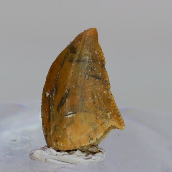 Hovedbilde Uidentifisert rovdinosaurtann (94-101 mill år)