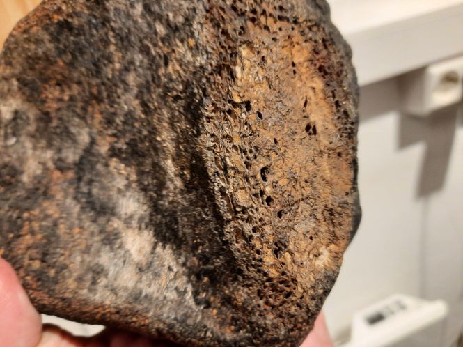 Hovedbilde Ryggvirvel av iguanodontid (ca. 130 mill år)