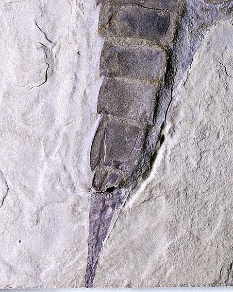 Hovedbilde Fossil sjøskorpion (Eurypterus remipes)
