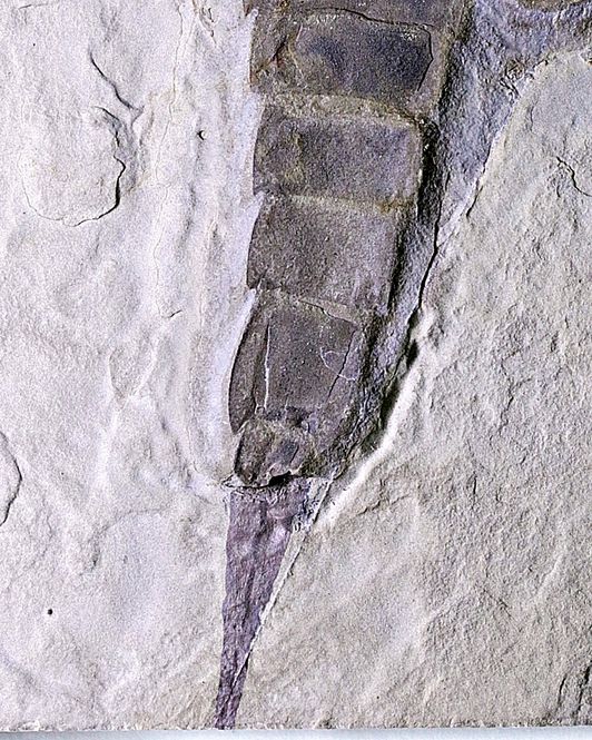 Hovedbilde Fossil sjøskorpion (Eurypterus remipes)