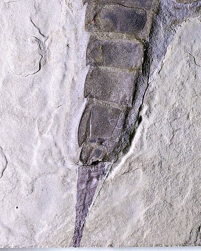 Fossil sjøskorpion (Eurypterus remipes)