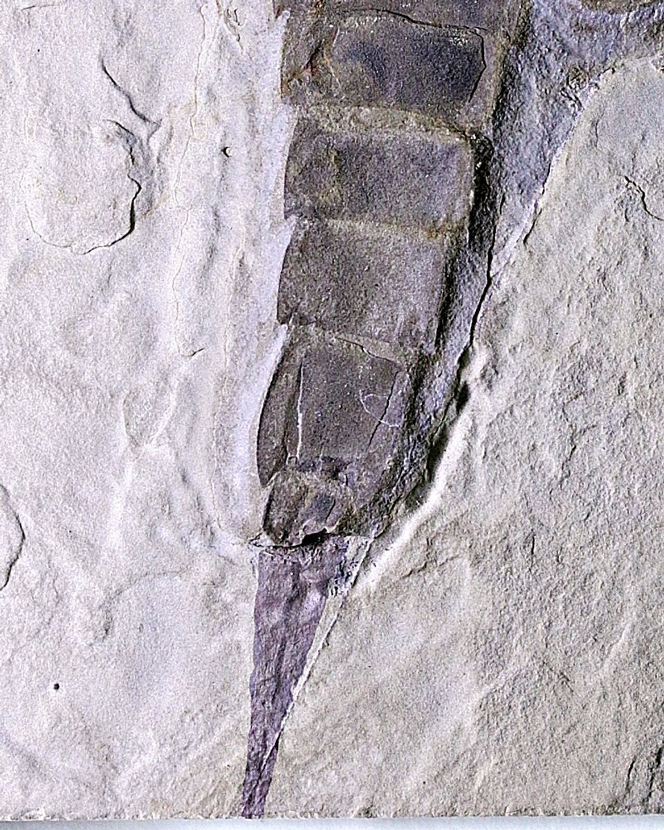 Fossil sjøskorpion (Eurypterus remipes)