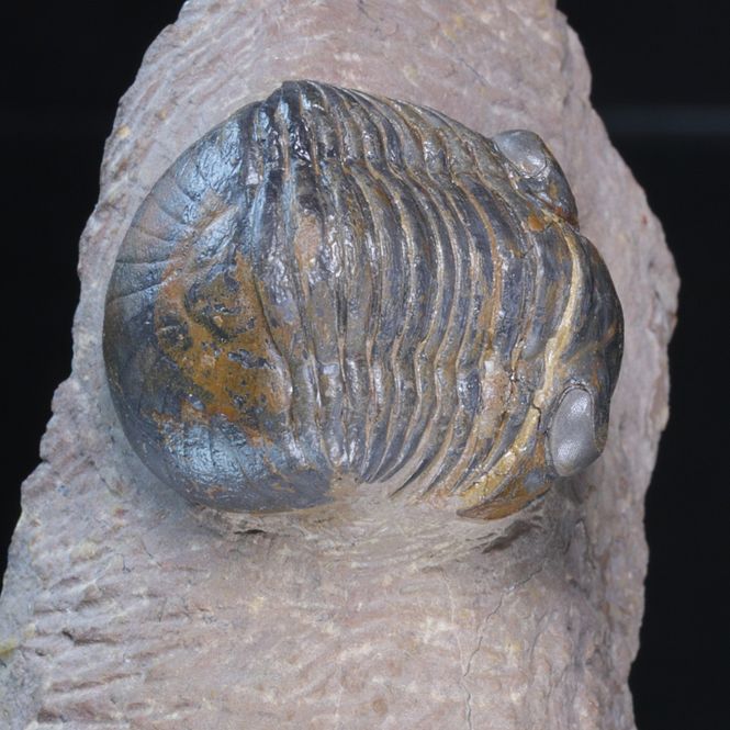 Hovedbilde Trilobitt (Paralejurus brongniarti)